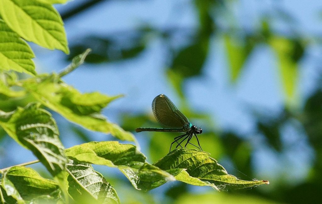 Calopteryxc splendens, femmina